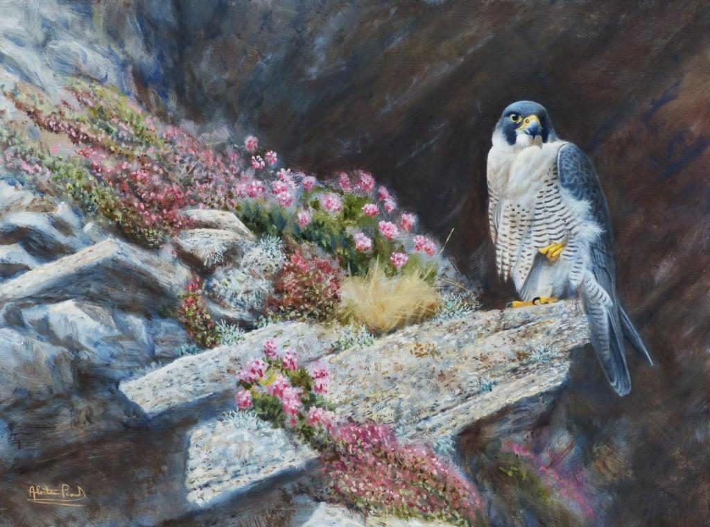 Alastair Proud - 'In his rock garden - peregrine_1024x760