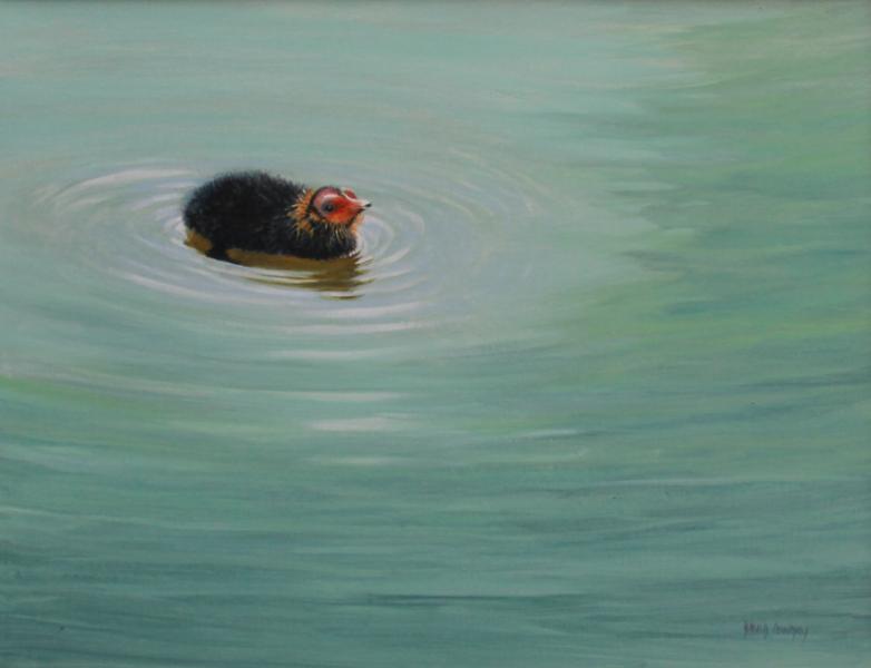 David Cowdry ' -Coot Chick