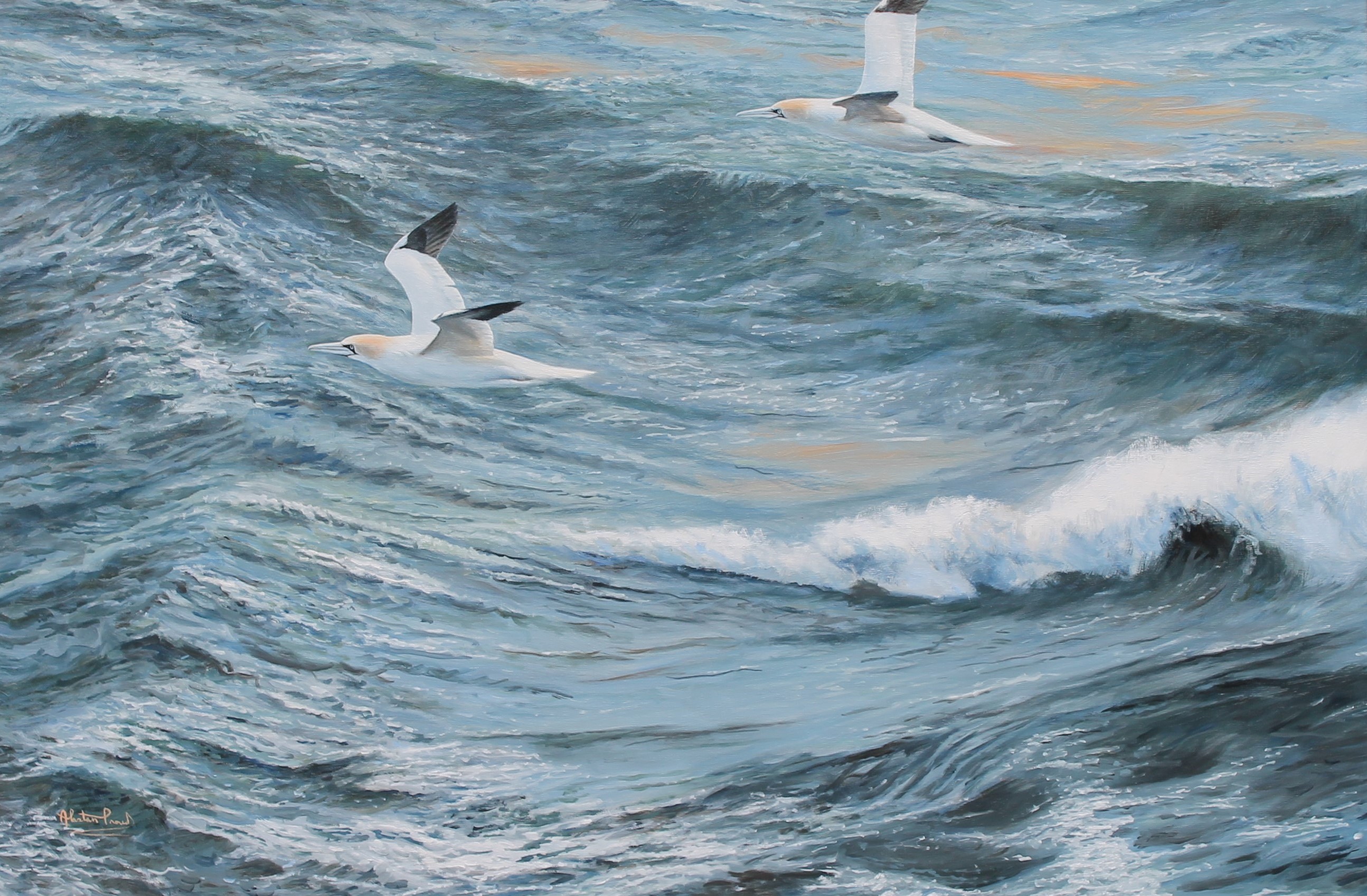 Alastair Proud - Gannets over Jack Sound