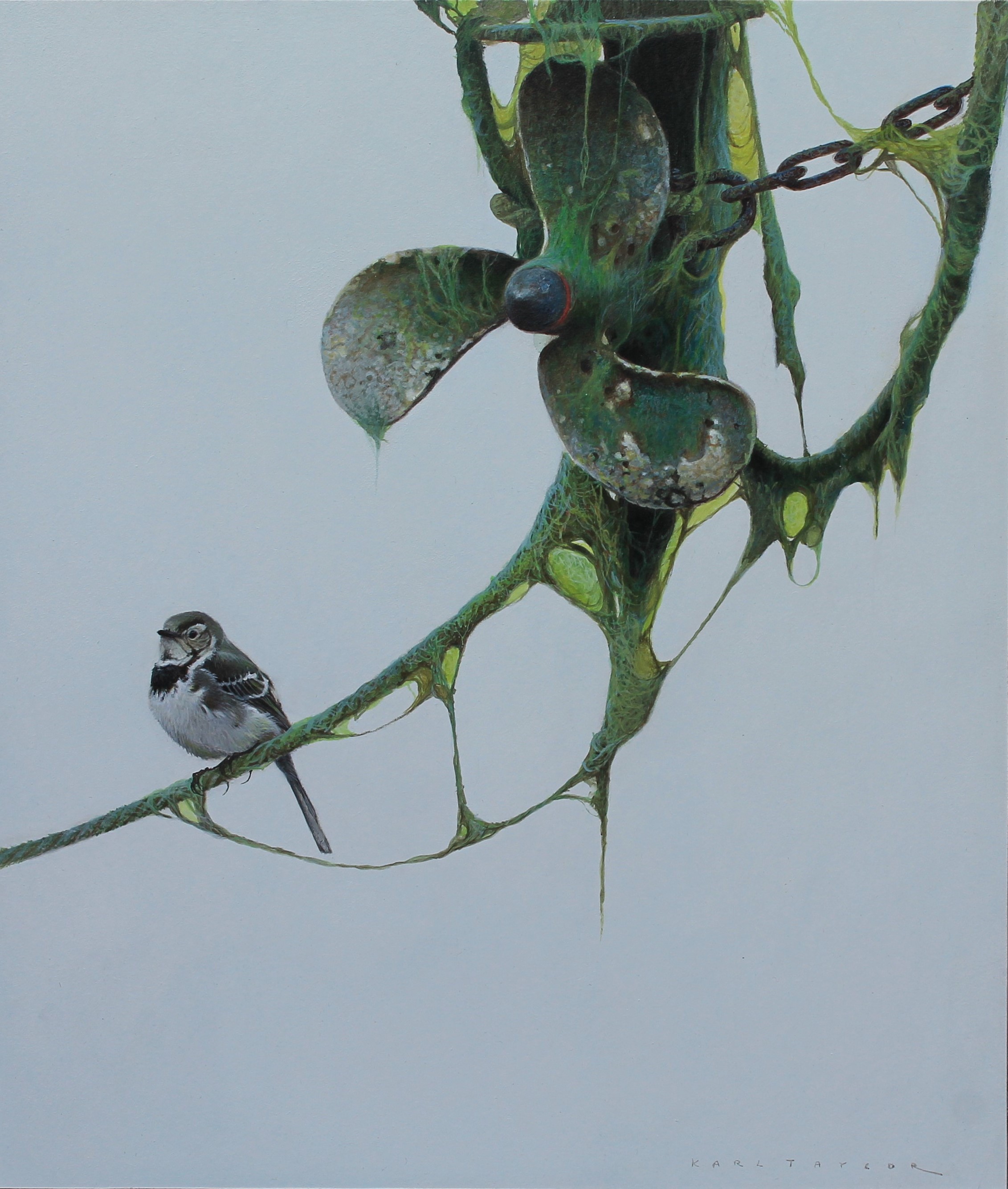 Karl Taylor -Algae covered propellar and Wagtail