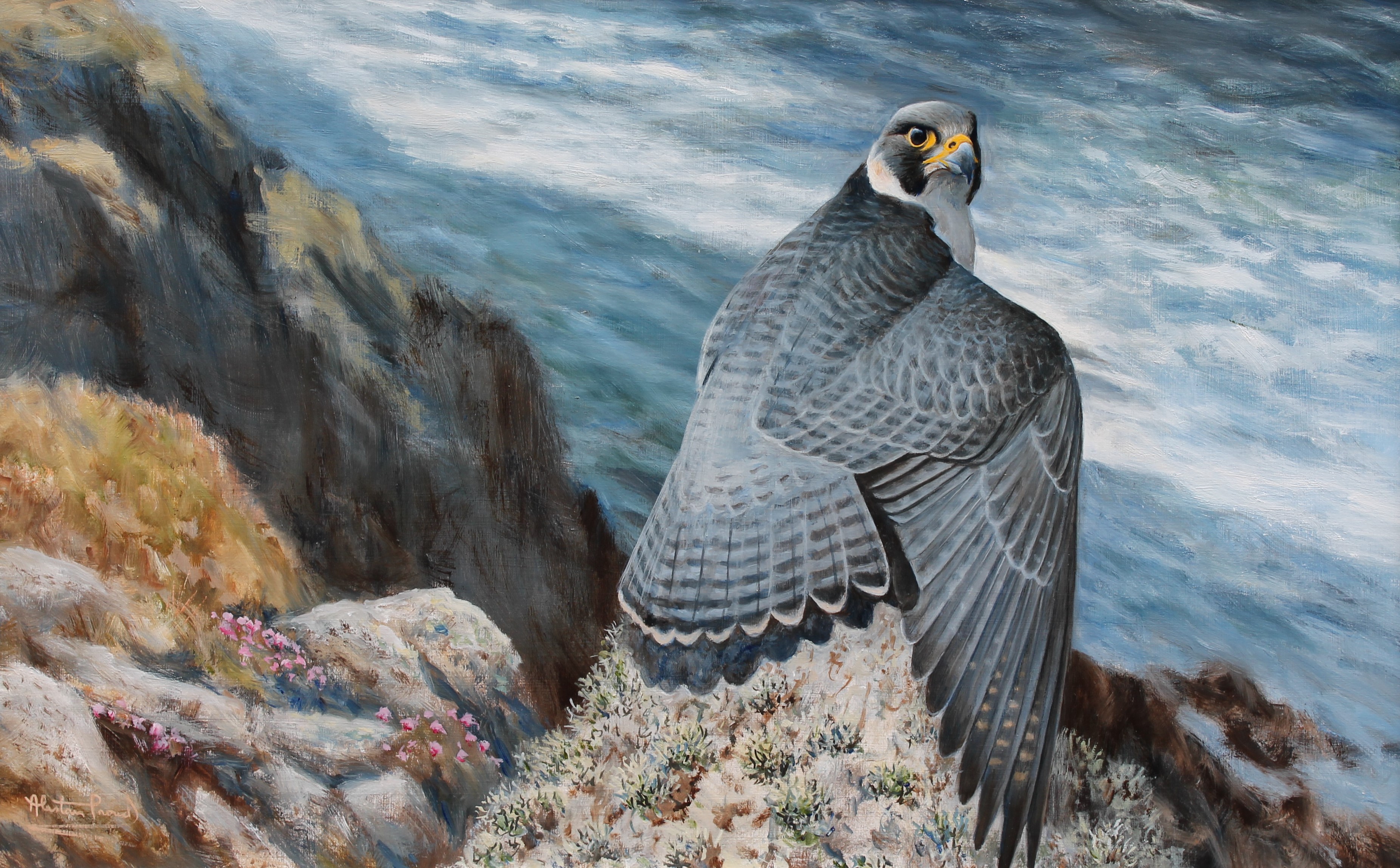 Alastair Proud ' Sun on blue Wings, Peregrine Tiercel'