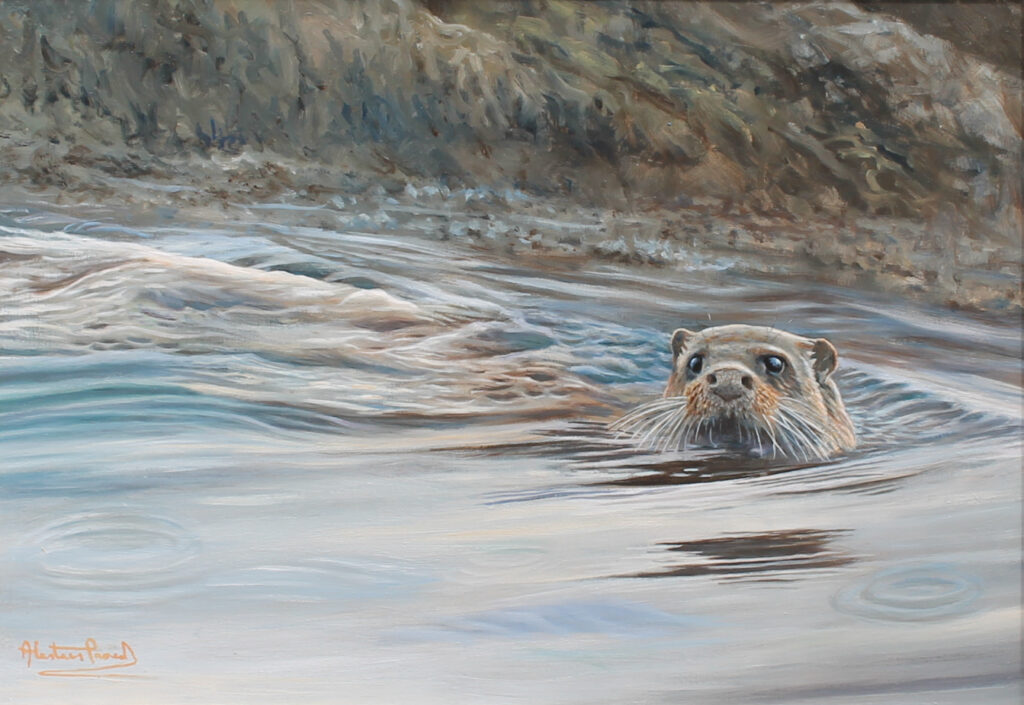 Alastair Proud ‘ Rising tide and a curious otter’ – Harbour Lights Gallery